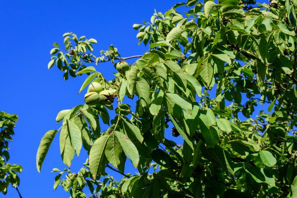 Walnut Tree Removal in Williamsburg