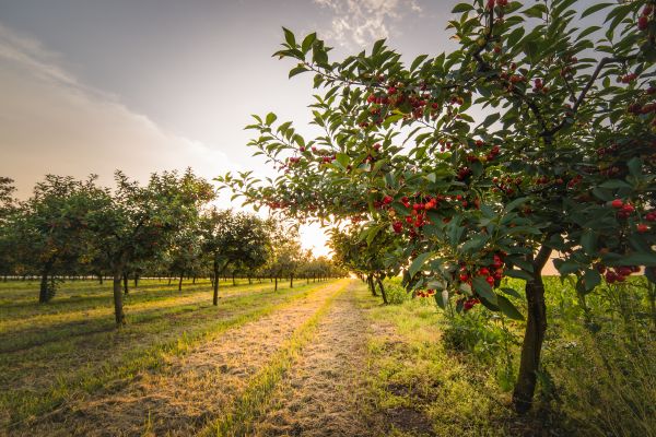 Cost of Cherry Tree Removal in Williamsburg