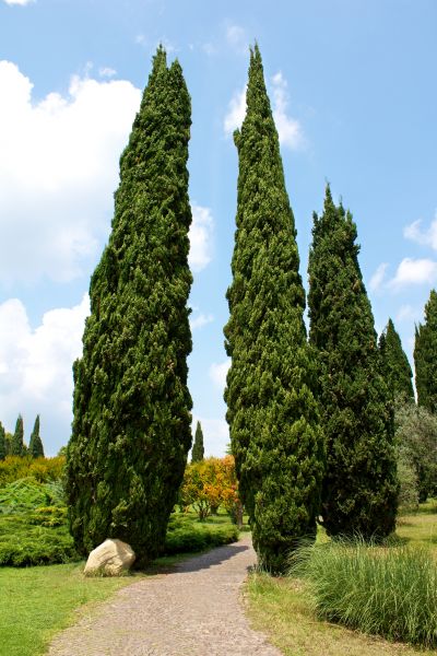 Cypress Tree Removal in Williamsburg
