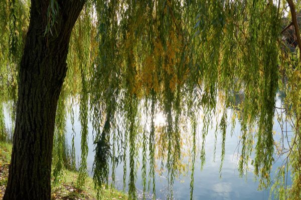 Willow Tree Removal in Williamsburg