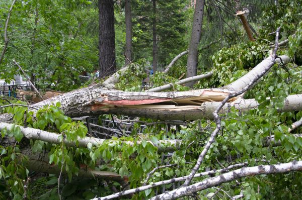 Cost of Birch Tree Removal in Williamsburg