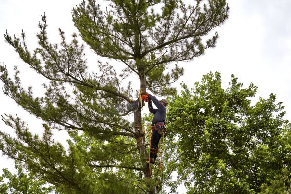 Pine Tree Removal in Williamsburg