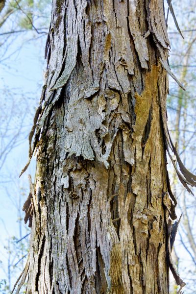 Cost of Hickory Tree Removal in Williamsburg