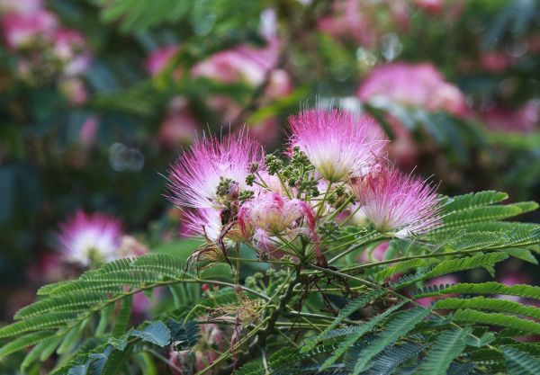 Cost of Mimosa Tree Removal in Williamsburg