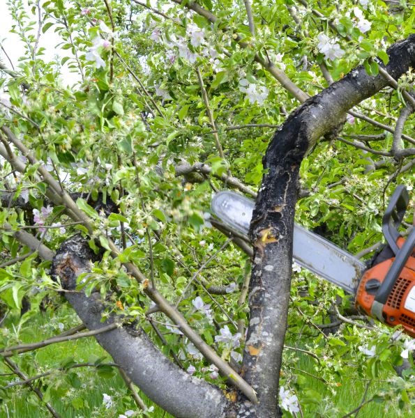 Cost of Apple Tree Removal in Williamsburg