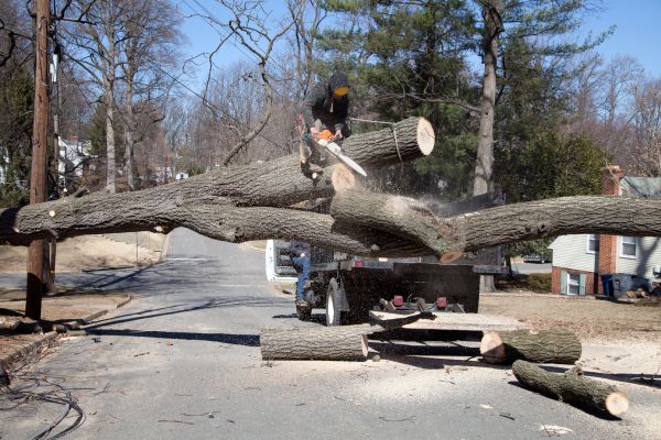 Residential Tree Removal in Williamsburg