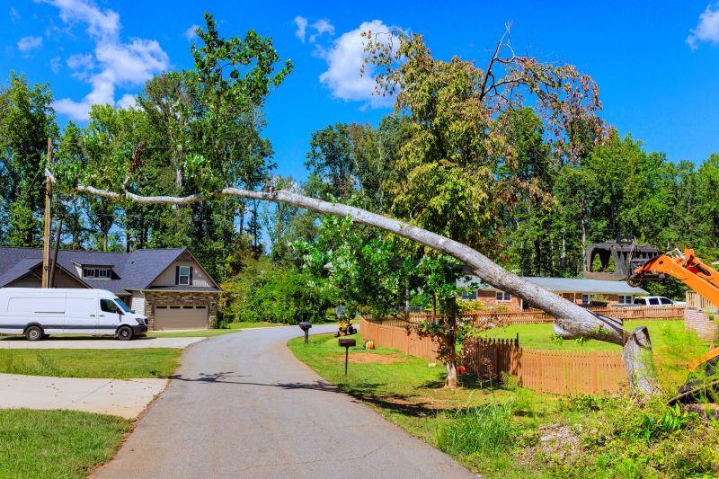 Tree Removal