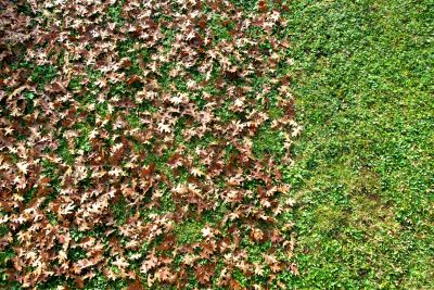 Healthy Lawns