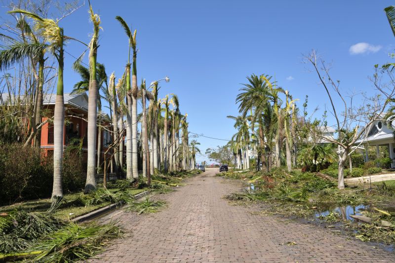 Cleanup After Tree Removal