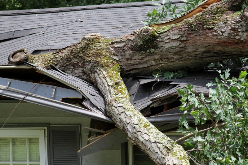 Storm Damage Tree Fall