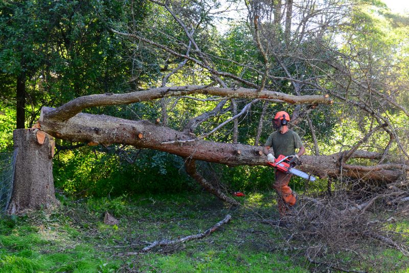 Tree Removal Crew