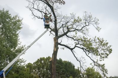 Fallen Tree Removal