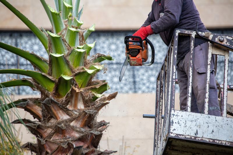 Mimosa Tree Removal
