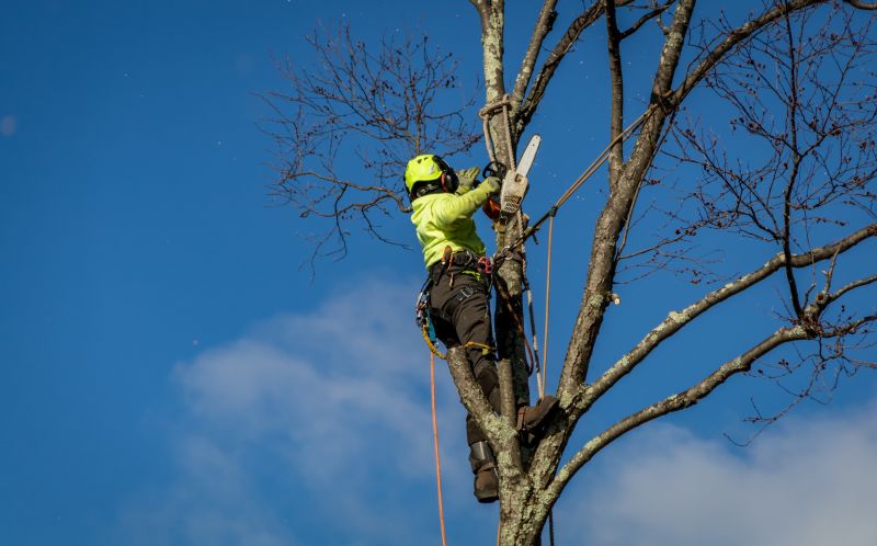 Winter Tree Cutting