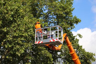Spring Tree Removal