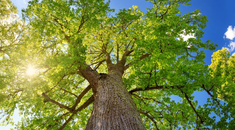 Summer Tree Removal
