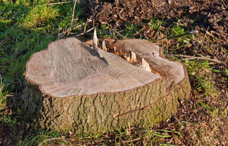 Stump Grinding Completion
