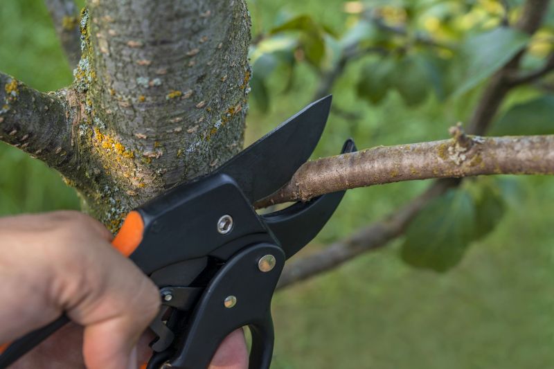 Tree Cutting in Winter