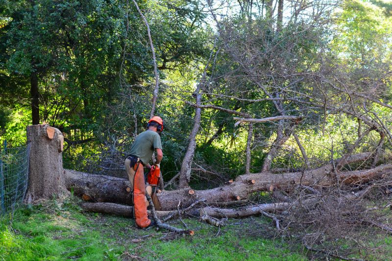 Healthy Tree Removal