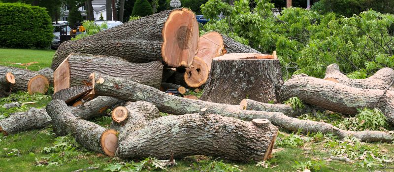 Felled Tree After Removal