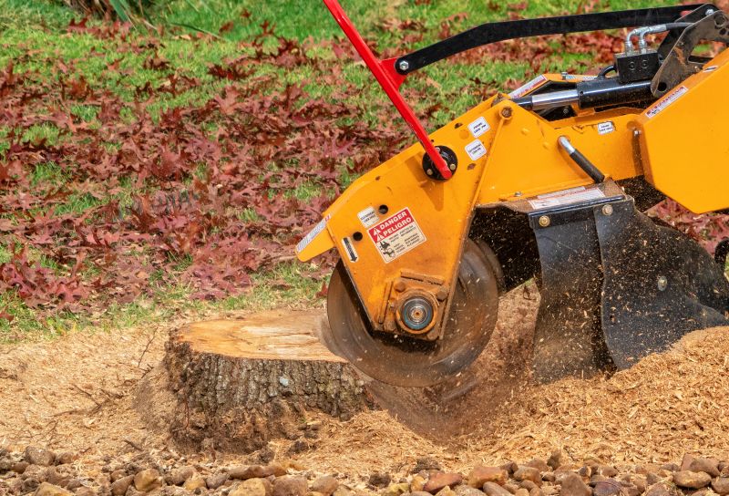 Licensed Tree Removal Companies